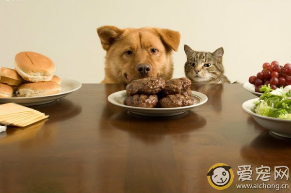 猫咪饮食中必须包含的营养成分