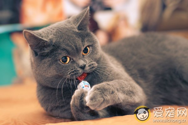 浅谈猫粮的分类及其优缺点