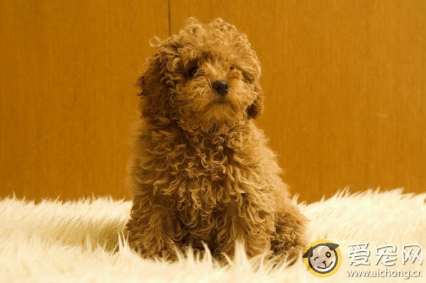 泰迪犬能更换狗粮吗