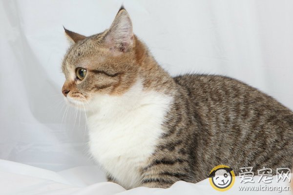 成年雄性猫咪的喂养要点