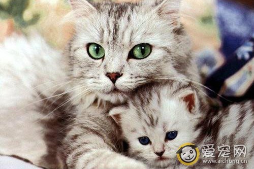 母猫怀孕该怎么照顾  吃什么有营养