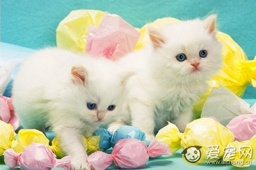 母猫产后如何护理及补充营养