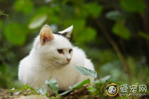 老年猫咪的喂养和照顾