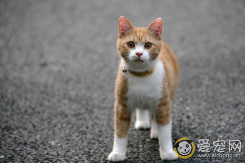 公猫和母猫发情的表现