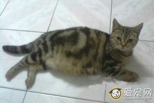 猫咪怀孕的症状和表现