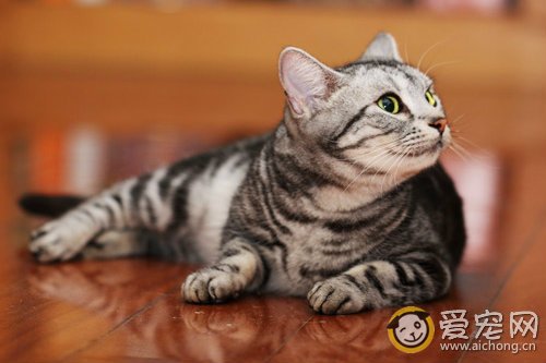 怀孕的猫吃什么有营养?