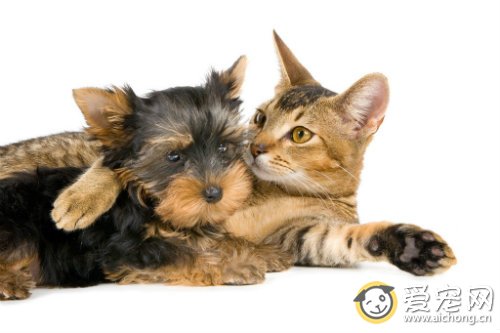 如何让猫和狗等其他动物相处