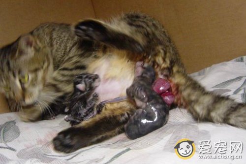 猫咪分娩前需要准备什么东西