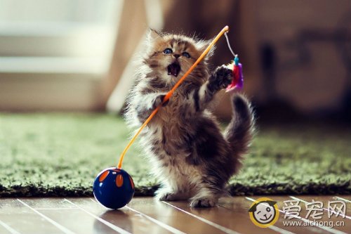 小猫体温低怎么回事 该怎么办