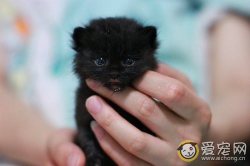 如何人工喂养刚出生的小猫