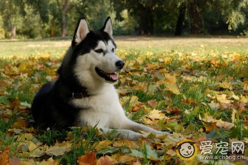 如何防止哈士奇走丢的注意要点