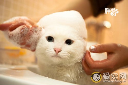 猫咪洗澡多久一次 注意不要过频