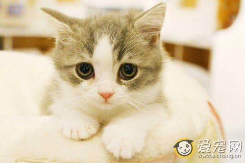 猫一定要打疫苗吗 哪些疫苗?