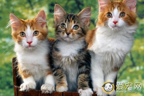 猫肉毒梭菌中毒症的症状和治疗