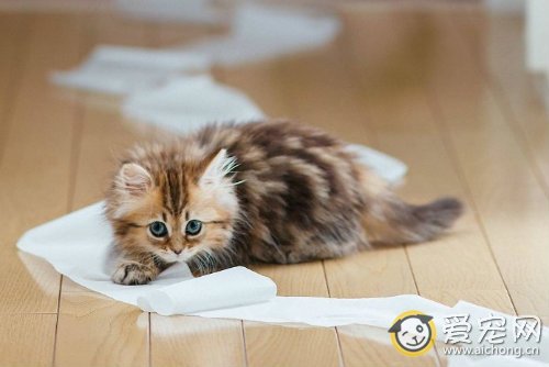 猫得了结核病的症状和治疗