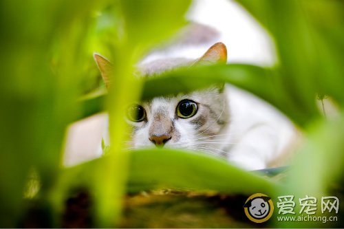 猫得破伤风的症状和治疗