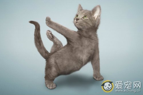 猫得艾滋病的症状和治疗