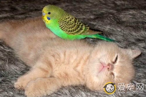 猫肺吸虫病的症状和治疗