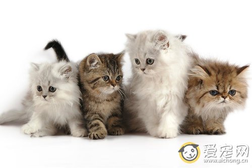 猫绦虫病的症状和治疗