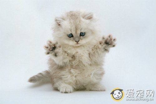 猫泛白细胞减少症的症状和治疗