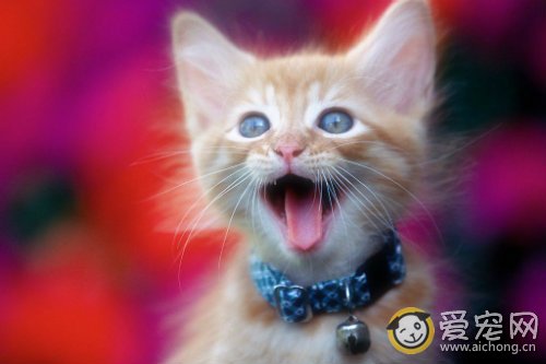 猫病毒性鼻气管炎的症状和治疗