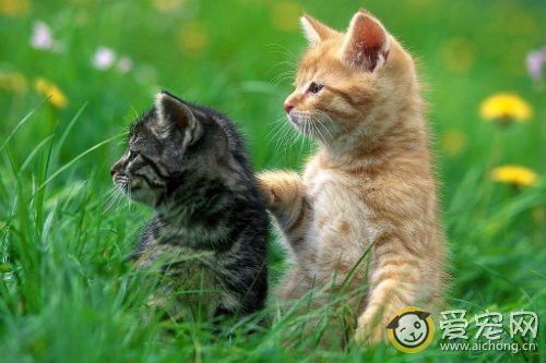 猫传染性鼻结膜炎的症状和治疗