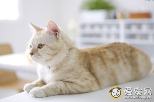 猫传染性腹膜炎的症状和治疗