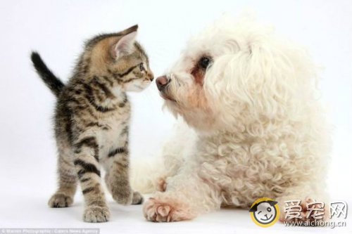 猫得狂犬病的早期症状及治疗