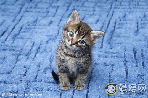 猫钩虫病的症状和治疗