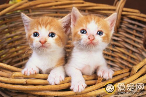 猫疥螨病的症状和治疗