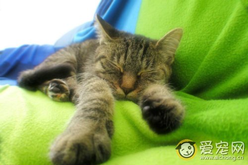 猫咪肚子胀的原因 如何处理?