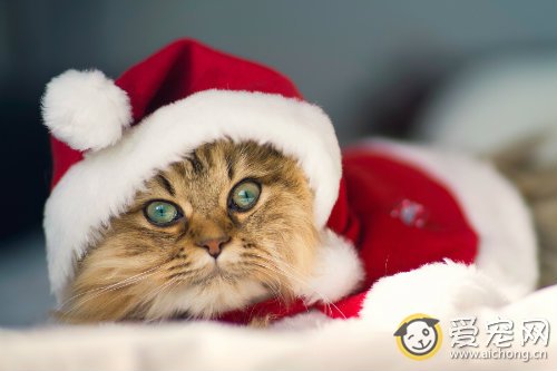 猫咪便秘了怎么办