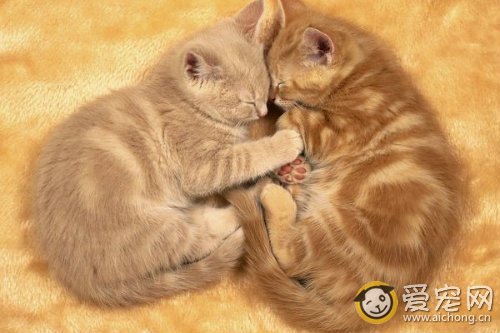 猫为何脱肛 猫咪脱肛的症状及治疗