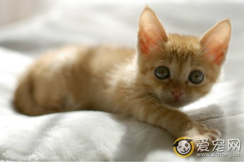 母猫不孕症的原因和治疗