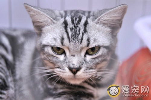 猫骨折了怎么办