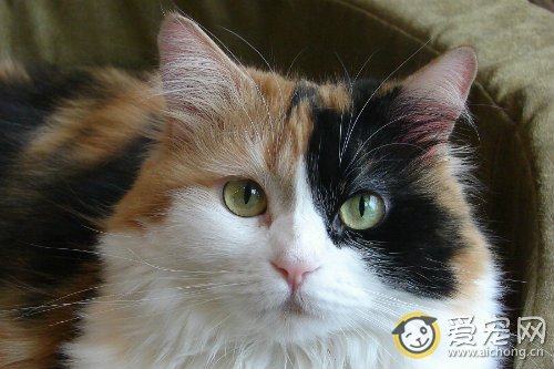 猫咪缺乏维生素b2怎么办