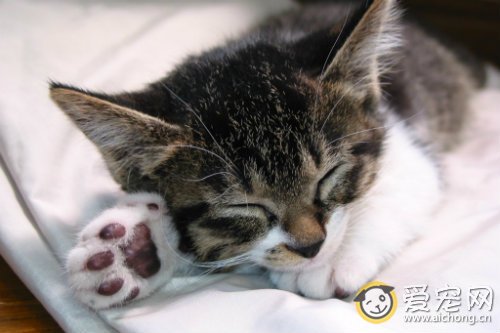 猫咪缺乏维生素b6的症状