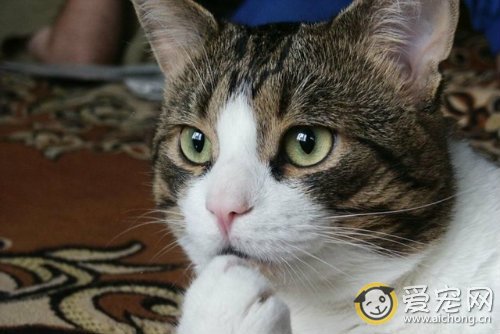 猫咪有脓肿怎么办 如何治疗