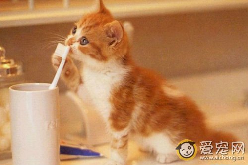 猫咪得了湿疹该怎么办