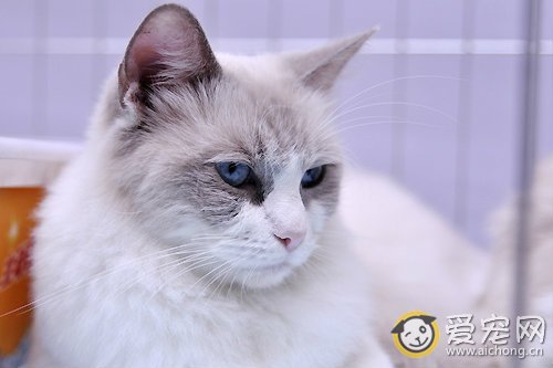 猫咪感冒的症状及治疗办法