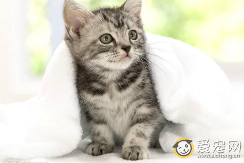 猫支气管炎的症状及治疗方法