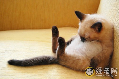 猫支气管肺炎的症状及治疗方法