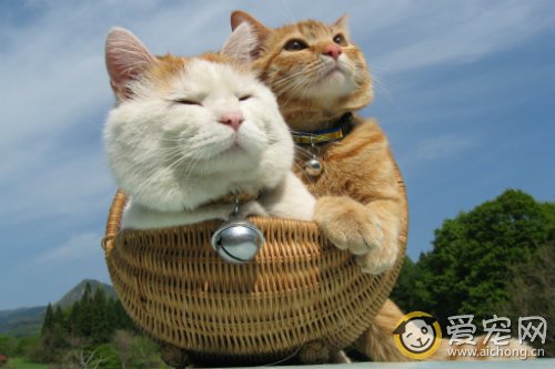 猫膀胱炎的症状和治疗方法