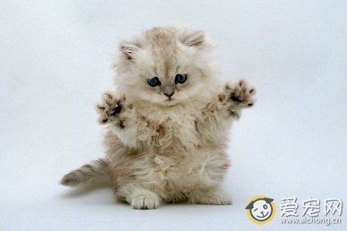 猫尿道炎的症状和治疗方法