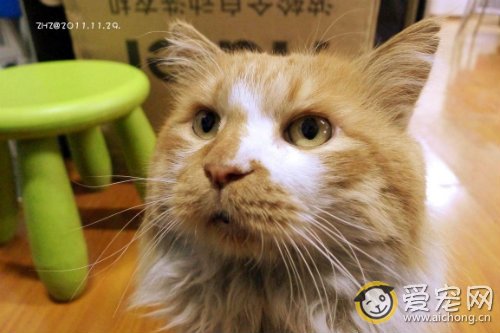 猫心肌炎的症状和治疗方法