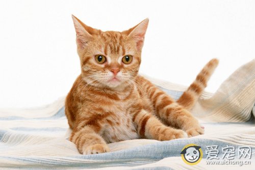 猫心力衰竭的症状和治疗方法