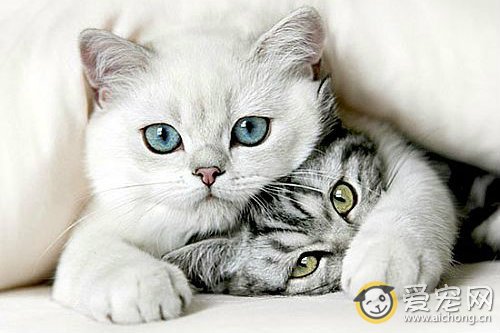 猫中毒了怎么办 如何抢救