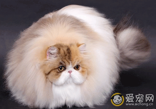 猫食物中毒了怎么办