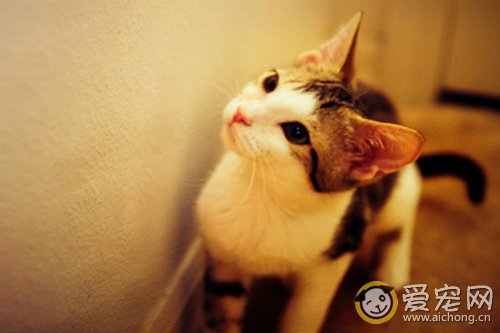 猫咪戴了灭蚤圈后中毒了怎么办