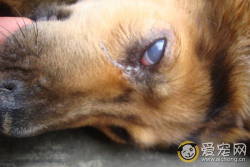 狗狗失明了怎么办 如何照顾